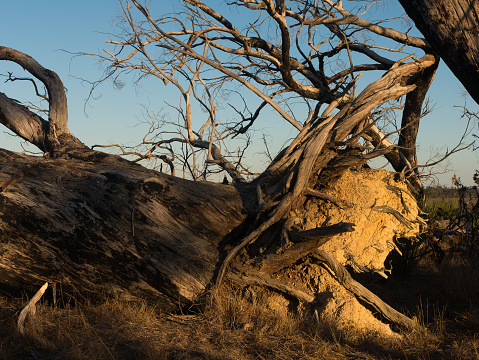 View of fallen eucalyptus tree in late afternoon light on Kangaroo Island, Australia.