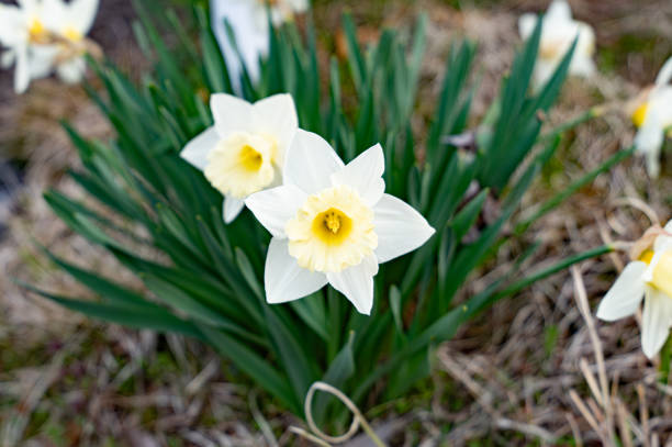 Daffodil flowers on a spring day in April