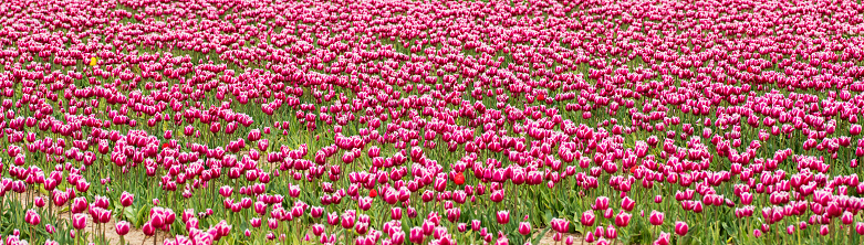 Tulip field in Northern Holland