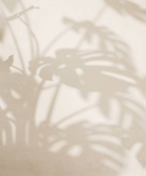 istock Sunlight cast leaf foliage shadow of monstera tree plant on blank cream concrete wall 2149787041