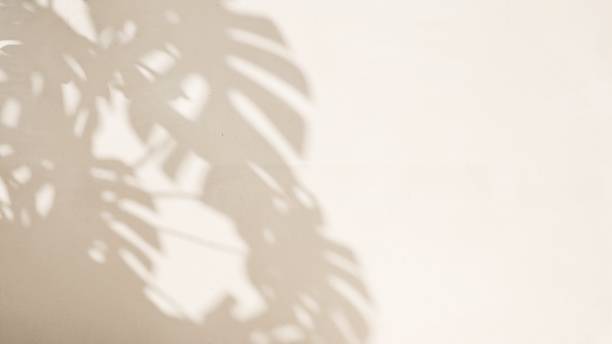 istock Sunlight cast leaf foliage shadow of monstera tree plant on blank cream concrete wall 2149787042