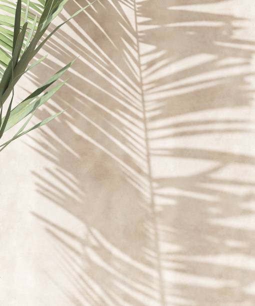 istock Palm tree plant in sunlight, leaf shadow on blank cream concrete wall 2149787043