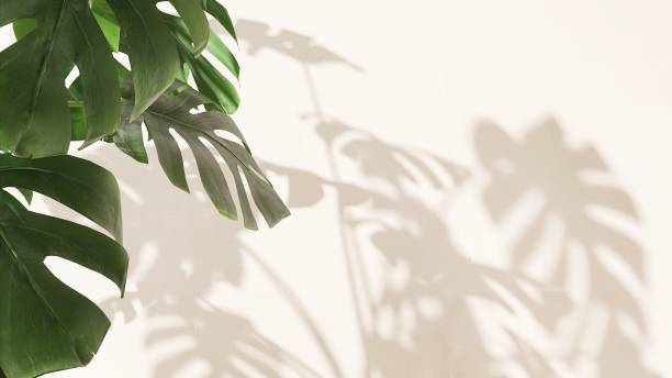 istock Monstera tree plant in sunlight, leaf foliage shadow on blank cream concrete wall 2149787047