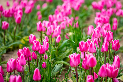 Bright pink tulips blooming in the garden
