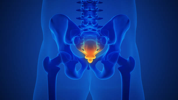 istock Human skeleton and painful sacrum 2149787242