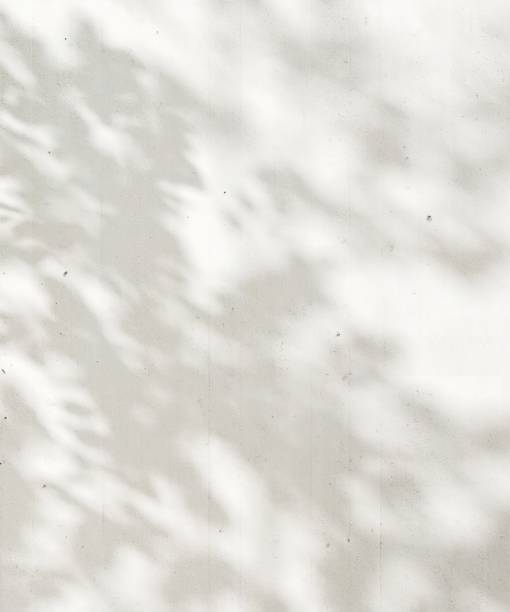istock Sunlight cast dappled light and leaf foliage shadow on blank white concrete wall 2149787484