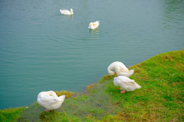 A white duck is walking on the grass by the pond.