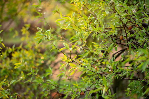 istock Close-up of ripening almonds 2149788960