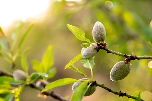 Close-up of ripening almonds in Europe