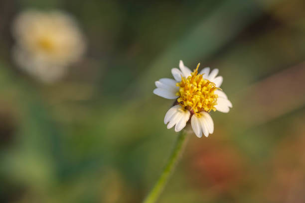 Mature grass flowers work well as a background.