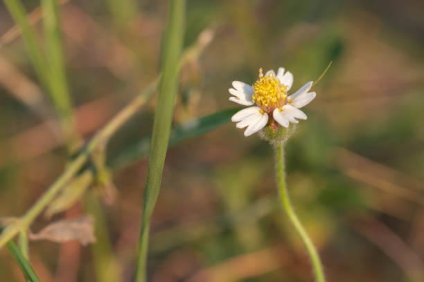 Mature grass flowers work well as a background.