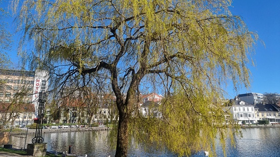 It's big tree in city park view of Stavanger city