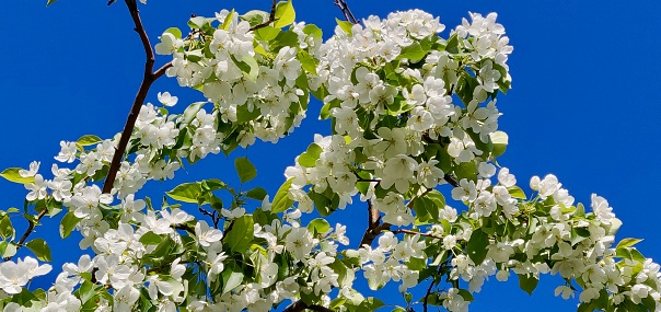 цветущая ветвь плодоносного дерева весною