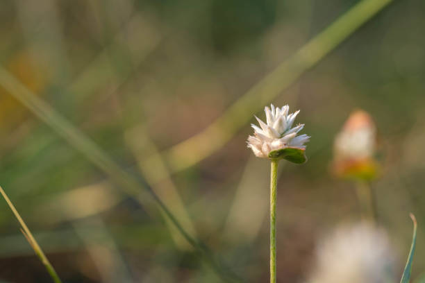 Mature grass flowers work well as a background.
