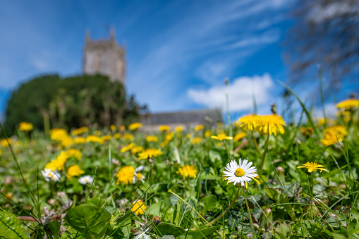 Spring daisies and dandelions in front of a church in England