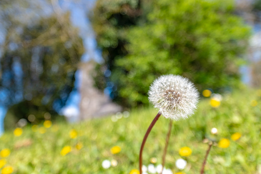 Dandelion head in church grounds on a spring day