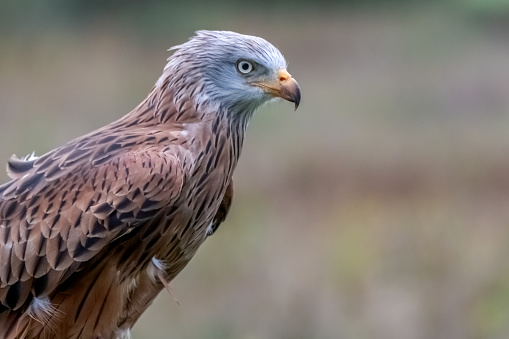 A red kite close-up.