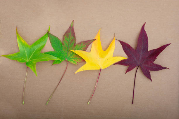 High angle view of a green, yellow and red leaves