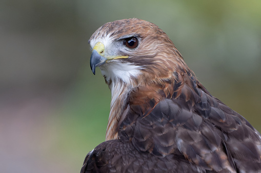 Close up of a red tailed hawk.