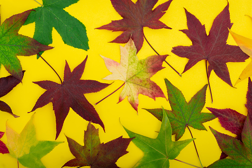 Autumn leaves on yellow  background
