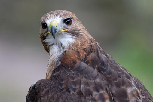 Close up of a red tailed hawk.