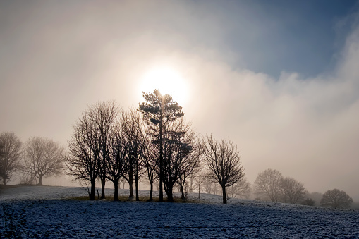 Trees in the misty winter sunshine.