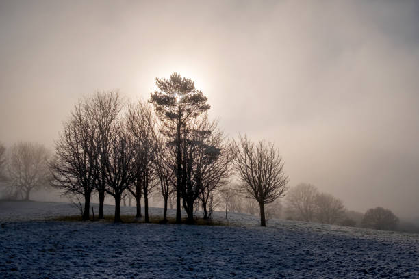 Trees in the misty winter sunshine.