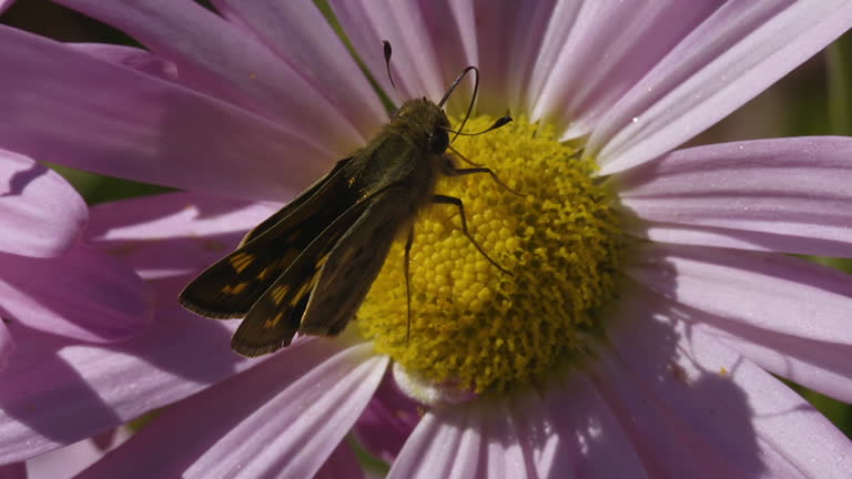 Yehl Skipper moth feeding and crawling on a Michaelmas daisy flower and pistils. Closeup. Clip B