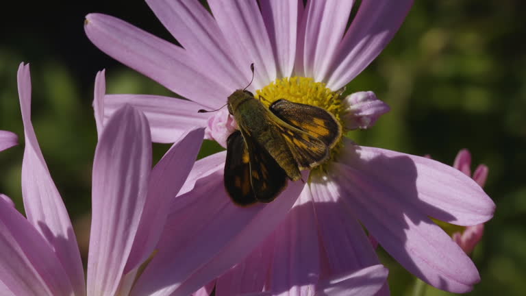 Yehl Skipper moth atop a Michaelmas daisy flower and pistils. Closeup. Clip B