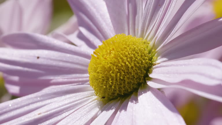 Closeup view of single michaelmas daisy. Clip B