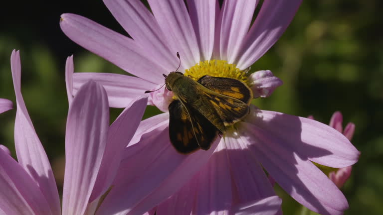 Yehl Skipper moth atop a Michaelmas daisy flower and pistils. Closeup. Clip A