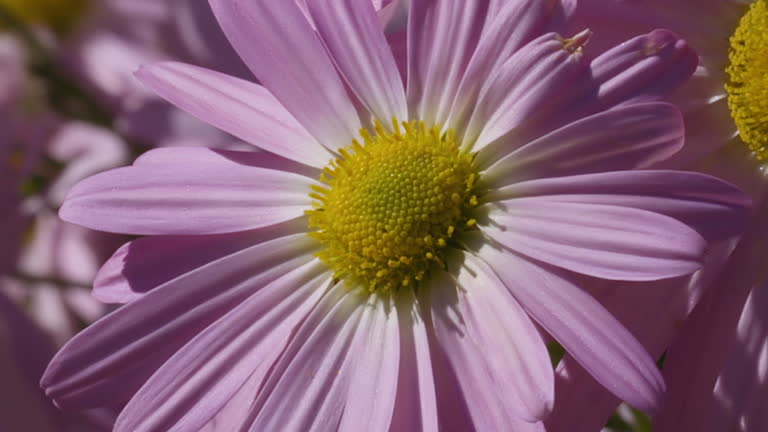 Closeup view of single michaelmas daisy. Clip A