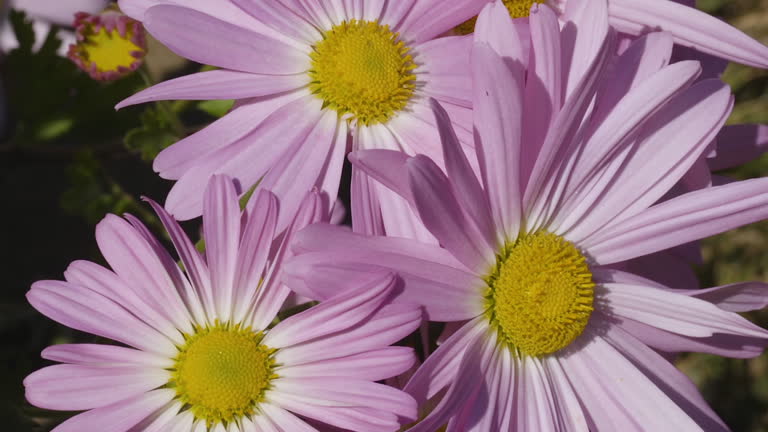 Closeup of three purple and garden, flora, perennial, wildflower michaelmas daisies on a bright and breezy day.