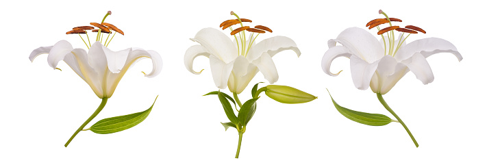 White lily Flowers