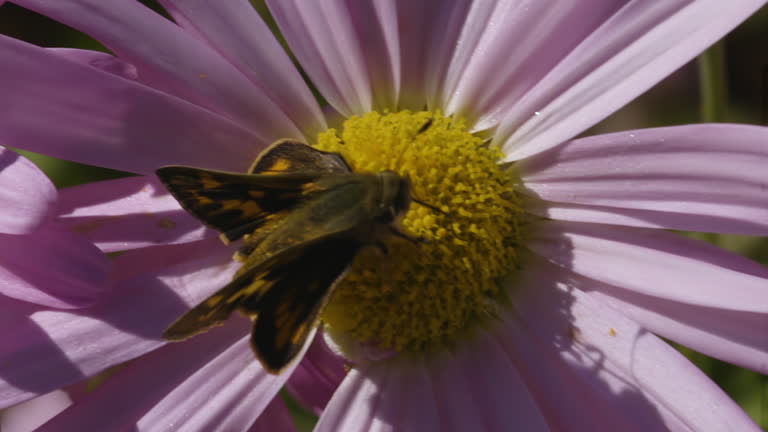 Yehl Skipper moth feeding and crawling on a Michaelmas daisy flower and pistils. Closeup. Clip A