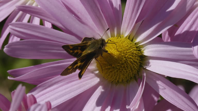 Yehl Skipper moth feeding and crawling on a Michaelmas daisy flower and pistils. Closeup. Clip D