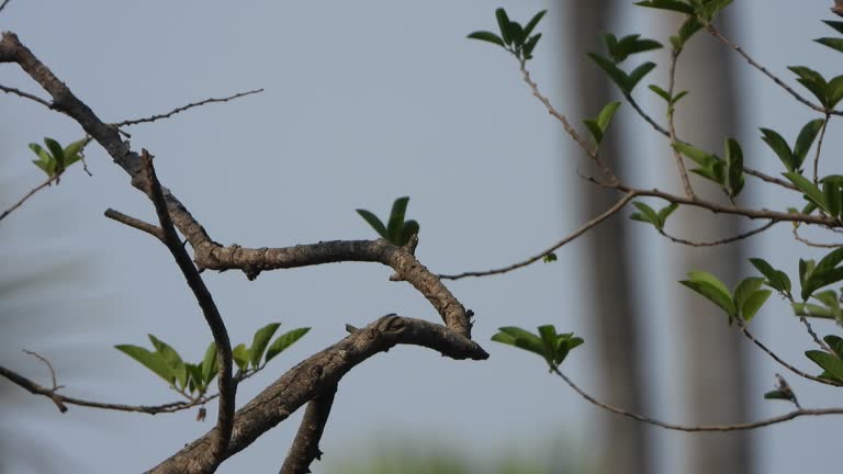 Small bulbul  bird in tree -