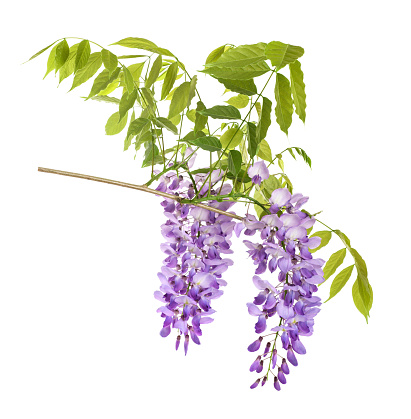Wisteria flowers isolated on white background