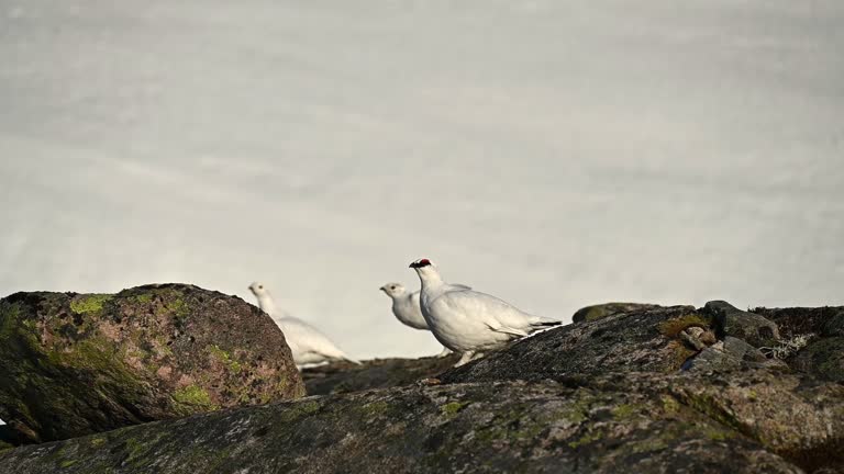 Three white mountain grouse sitting on rock with snow background before flying away, slow motion