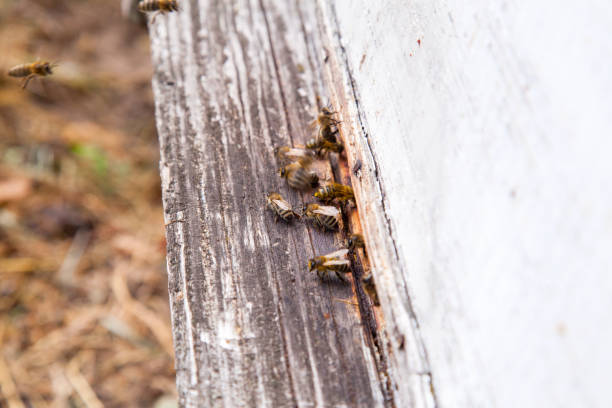 istock Swarming bees at the entrance of white beehive in apiary. 2149793220