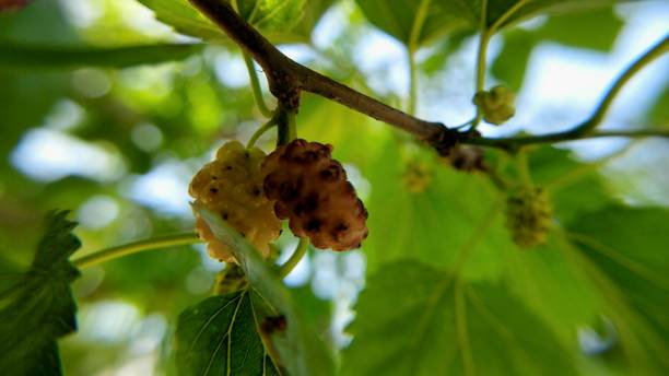 istock morus alba or mulberry fruit 2149794295
