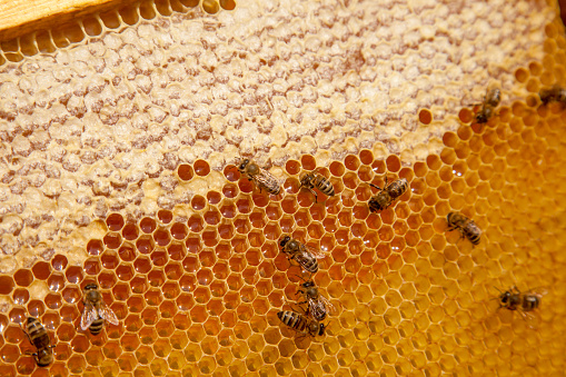 Frames of a beehive. Busy bees on the yellow honeycomb with open and sealed cells for sweet honey. Bee honey collected in the beautiful yellow honeycomb.