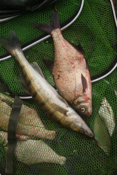 istock Freshwater zander and common bream fish on keepnet with fishery catch in it. 2149795155