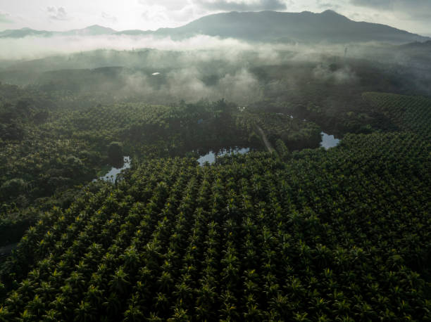 istock Top view of coconut trees field 2149795166