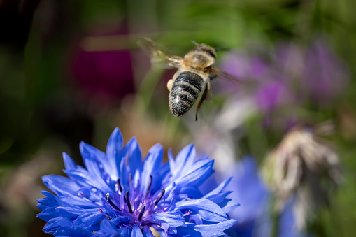 Cornflower and flying honey bee in close up.