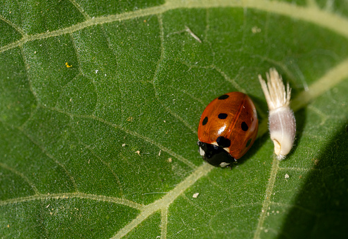 ladybug on leafladybug