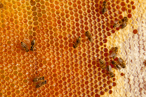Frames of a beehive. Busy bees on the yellow honeycomb with open and sealed cells for sweet honey. Bee honey collected in the beautiful yellow honeycomb.