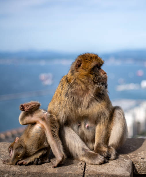 istock Mother and baby macaque 2149795817