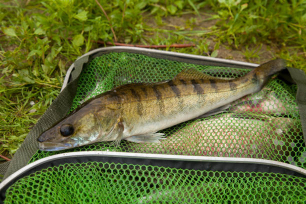 Freshwater zander fish know as sander lucioperca just taken from the water on green fishing net. Fishing concept, good catch - big freshwater zander fish on keepnet with fishery catch in it.