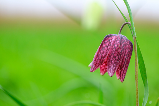 Snake's Head Fritillary (Fritillaria meleagris) in a meadow during a beautiful springtime day in the delta of the river Vecht in Overijssel, The Netherlands.